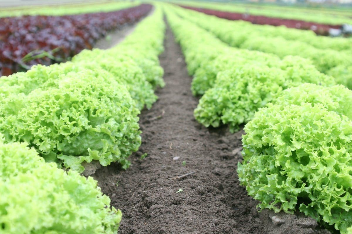 Guide Ultime Pour D Marrer Un Potager Bio La Maison L Esprit Nature