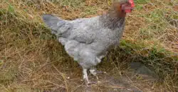 La poule Marans : caractère, ponte, la poule incontournable à tous niveaux !