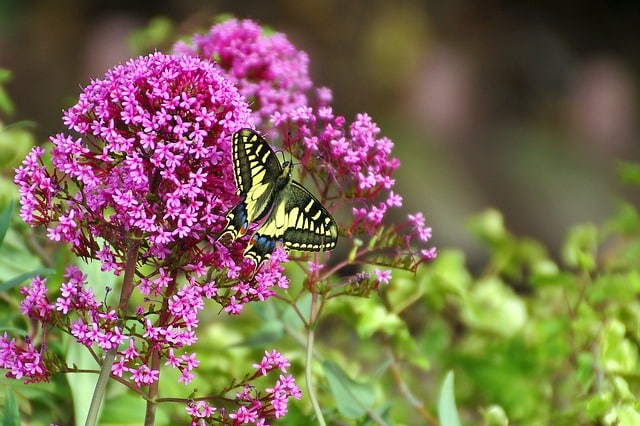 Quand Planter Un Arbre Papillon Buddleia L Esprit Nature