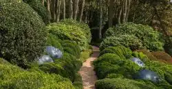 green plants on brown brick pathway